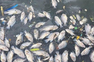 Cá chết hàng loạt ở hồ Bồng Sơn - Hà Tĩnh