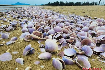 Xác ngao tím phủ dày bãi biển Hà Tĩnh