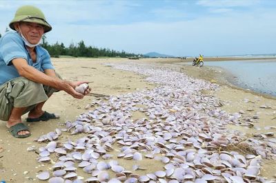 Bạt ngàn vỏ nghêu tím dạt vào bờ biển ở Hà Tĩnh