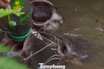 Độc lạ cá bú bình, cua đinh nặng gần 60 kg