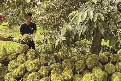 Trung Quốc vừa cấp thêm gần 570 mã vùng trồng sầu riêng Việt Nam