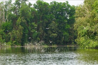 Một Đồng Tháp Mười thu nhỏ với hệ sinh thái phong phú ở Đồng Tháp