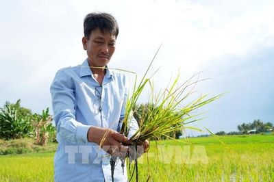 Trên 3.800 ha lúa Nam Trung Bộ - Tây Nguyên phải lùi, giãn thời vụ do xâm nhập mặn