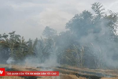Cảnh báo việc đốt rơm rạ sau thu hoạch