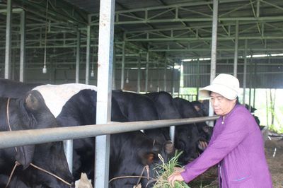 Nuôi bò vỗ béo - 'mắt xích' của nông nghiệp tuần hoàn