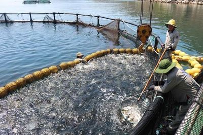 Việt Nam – Hà Lan mở rộng hợp tác, hướng tới chuỗi nuôi trồng thủy sản bền vững