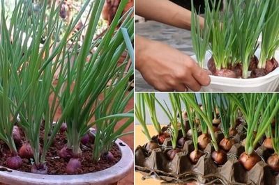 Cách trồng hành lá trong chậu đơn giản, xanh tốt quanh năm, tránh vàng lá, thối gốc