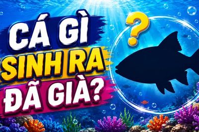 Cá gì sinh ra đã già?