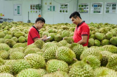 Xuất khẩu sầu riêng có thể cán mốc 4 tỷ USD trong năm 2026
