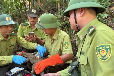Động vật hoang dã được cứu hộ thế nào trước khi thả về rừng Bạch Mã?