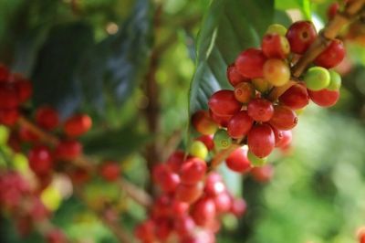 Bản tin nông sản hôm nay (4-9): Giá cà phê giảm