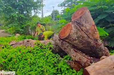 Vụ hàng cây xà cừ bị cưa hạ bất thường: Thêm báo cáo 'lạ' của kiểm lâm