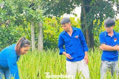 Người trẻ làm giàu từ cây nha đam