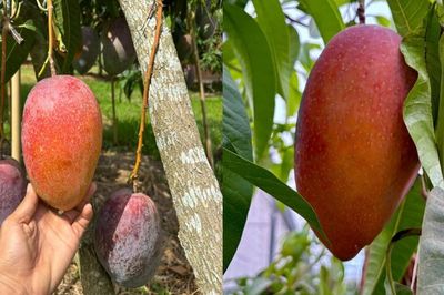 Thuần dưỡng trứng của mặt trời, nông dân TPHCM bán tới 600.000 đồng/quả