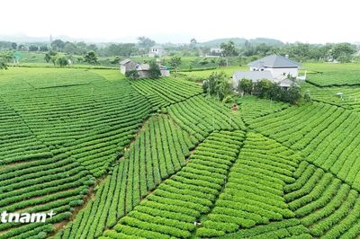 Nâng cao giá trị thương hiệu chè La Bằng của Thái Nguyên
