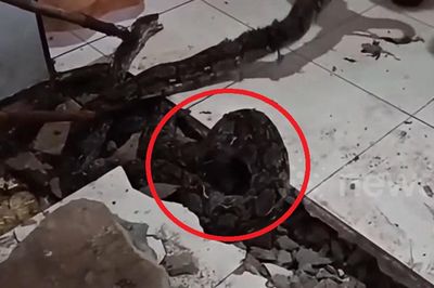 Nền nhà bỗng 'cử động', người dân phát hiện cảnh tượng 'nổi da gà'