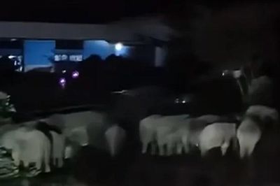 Nhìn ra vườn giữa đêm, cả làng sửng sốt trước cảnh tượng 'đáng sợ'