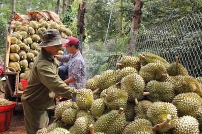 Năm nhóm giải pháp chiến lược để xuất khẩu sầu riêng bứt phá