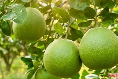 Bưởi Vĩnh Long trước cơ hội gia nhập nhóm nông sản tỷ đô