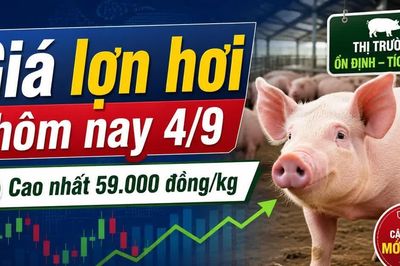 Giá lợn hơi hôm nay 4/9: Thị trường bắt đầu phân hóa sau chuỗi đi ngang
