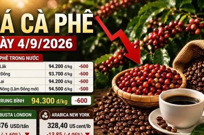 Giá cà phê hôm nay 4/9 tiếp tục lao dốc, Robusta xuống gần 3.400 USD/tấn