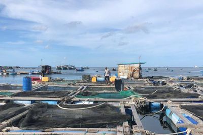 'Áo giáp' mới cho nghề nuôi biển