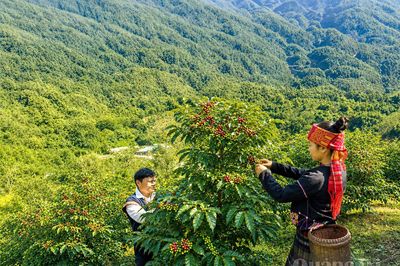 Nâng tầm cà phê Khe Sanh