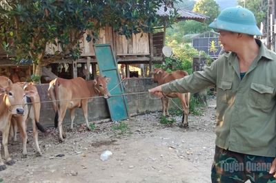Thượng Nông trao 15 con bò giống tạo sinh kế cho người dân thôn Nà Tà