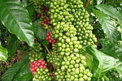 Ngày 4/9: Giá cà phê tiếp tục giảm, hồ tiêu lặng sóng