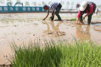 Malaysia tìm kiếm khả năng áp dụng mô hình của Trung Quốc nhằm gia tăng năng suất lúa gạo