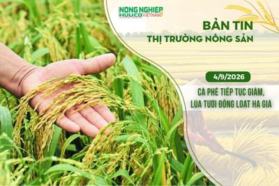 Thị trường nông sản 4/9/2026: Cà phê tiếp tục giảm, lúa tươi đồng loạt hạ giá