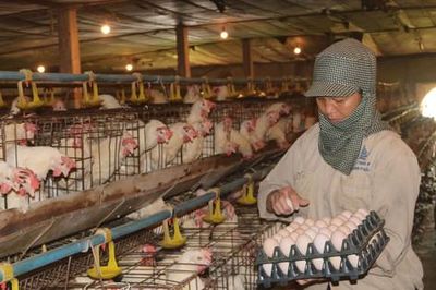 Hà Nội hướng tới nền chăn nuôi công nghệ cao, bền vững