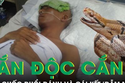 Bị rắn độc cắn, người đàn ông 52 tuổi tức giận vác cuốc đuổi đánh