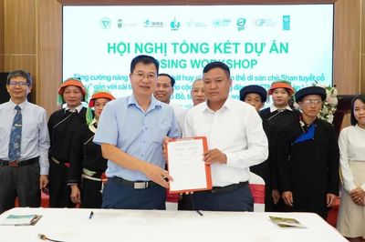 Tổng kết dự án bảo tồn quần thể di sản chè Shan tuyết cổ thụ Tây Côn Lĩnh