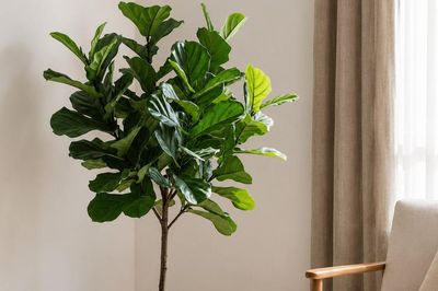 4 loại cây phát triển chậm, ít phải cắt tỉa, càng trồng càng đẹp