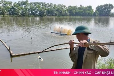 Vì sao không nên nuôi tôm thẻ chân trắng trong môi trường nước ngọt?