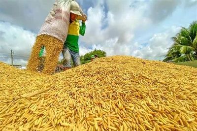Giá gạo trắng 5% tấm của Thái Lan cao nhất trong 2 tháng