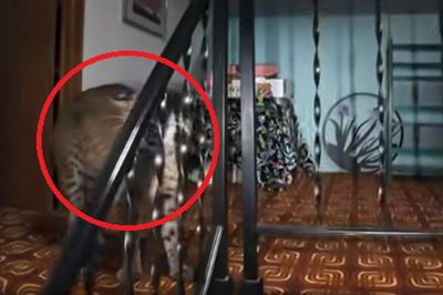 Đang ngồi trong nhà, người phụ nữ bỗng phát hiện cảnh tượng 'nổi da gà'