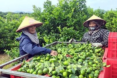 Tuyên Quang thúc đẩy hợp tác xã, tạo động lực phát triển kinh tế nông thôn