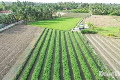 Giá rau màu, thanh long ở mức thấp: Nông dân canh cánh nỗi lo