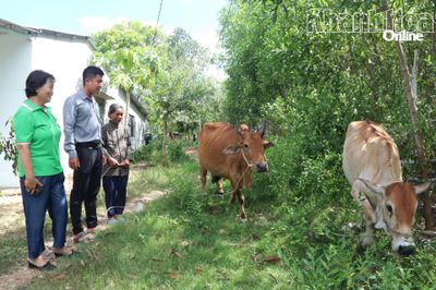 Xã Bắc Khánh Vĩnh: Mở hướng thoát nghèo từ hỗ trợ nuôi bò