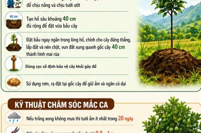 Lưu ý đối với trồng, chăm sóc cây mắc ca