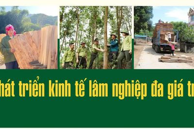 Phát triển kinh tế lâm nghiệp đa giá trị