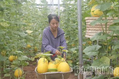 Rực rỡ mùa vàng dưa Hoàng Kim