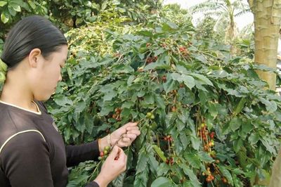 Cơ hội bứt tốc của cà phê Việt trong những tháng cuối năm