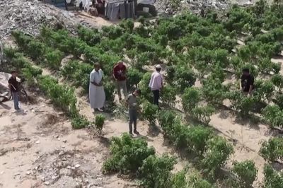 Nông dân Gaza khôi phục ngân hàng hạt giống bản địa