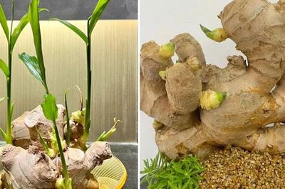 Trồng gừng trong chậu cứ làm đúng bước này: Lá xanh mướt, củ to, mọc nhánh tua tủa