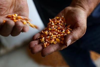Giá thực phẩm thế giới lên cao nhất gần 4 năm, đường tăng gần 12%