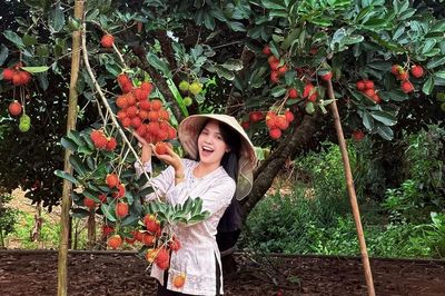 Vào vườn đặc sản chín đỏ, lúc lỉu ở Phú Quốc, khách hái mỏi tay, ăn thoả thích