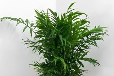 Top 5 cây cảnh nên đặt trong phòng khách, vừa sang trọng vừa có ý nghĩa tài lộc